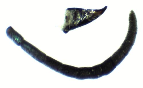 Réf. 297 086 : Chrysis corusca